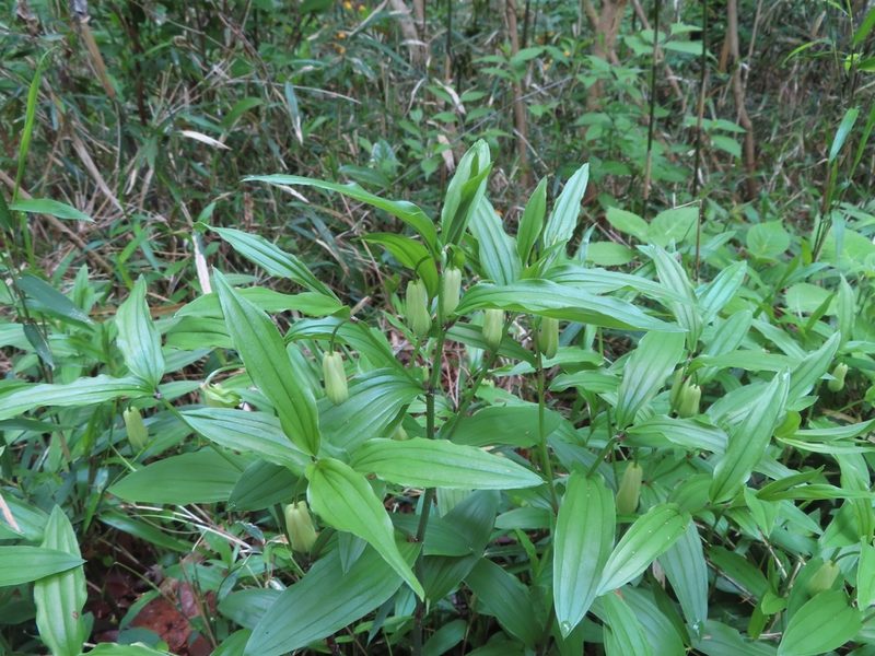 Disporum sessile, photographed by mami_t_t