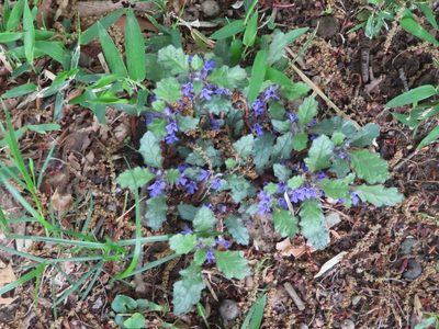 Ajuga decumbens, photographed by mami_t_t