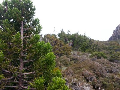 Athrotaxis selaginoides, photographed by Yoav Daniel Bar-Ness