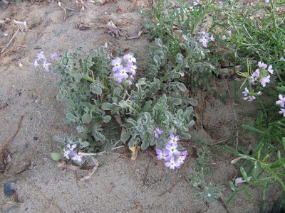 Matthiola tricuspidata, photographed by George Papademetriou