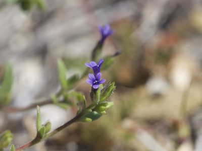 Allophyllum gilioides, photographed by Dee Shea Himes