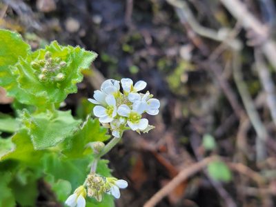Arabis alpina, photographed by Elias