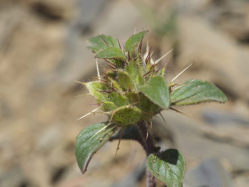 Acanthomintha lanceolata, photographed by Dee Shea Himes