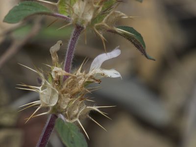 Acanthomintha lanceolata, photographed by Dee Shea Himes