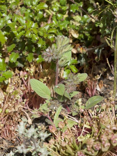 Phacelia phacelioides, photographed by Dee Shea Himes