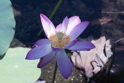 Nelumbo nucifera, photographed by Rod Lowther