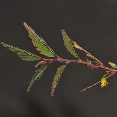 Chamaecrista nictitans, photographed by kbkash