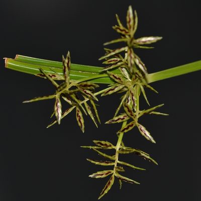 Cyperus sphacelatus, photographed by kbkash