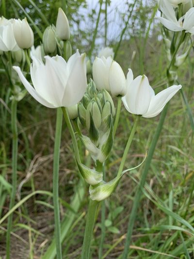 Melomphis arabica, photographed by Katrin Simon
