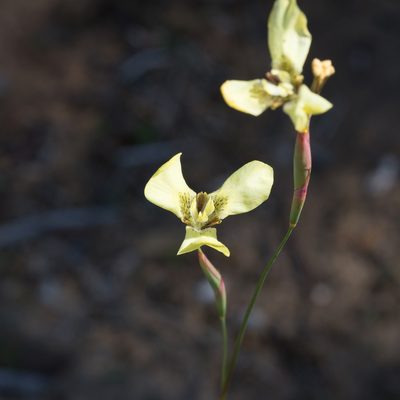 Moraea bellendenii, photographed by Kym Nicolson