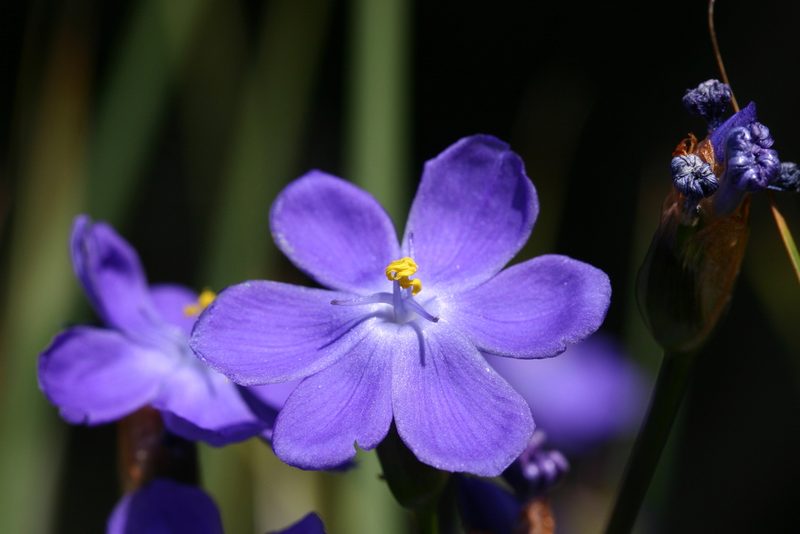 Orthrosanthus multiflorus, photographed by Kym Nicolson