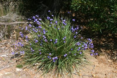 Orthrosanthus multiflorus, photographed by Kym Nicolson