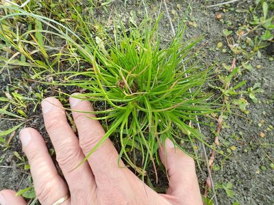 Juncus caespiticius, photographed by Arnim Littek