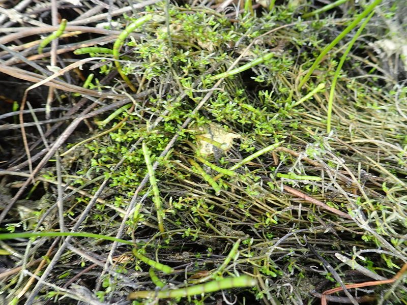 Myriophyllum votschii, photographed by Arnim Littek