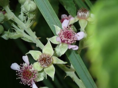 Rubus rigidus, photographed by Peter Warren