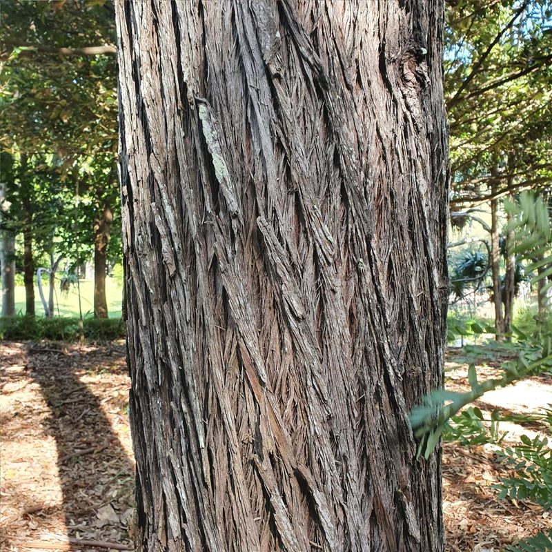 Callitris columellaris, photographed by ronavery