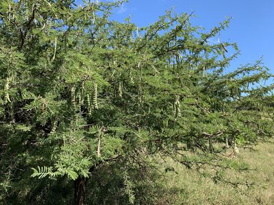 Vachellia nilotica, photographed by Dave Richardson