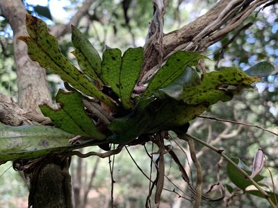 Aerangis mystacidii, photographed by Dave Richardson
