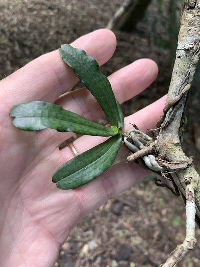 Aerangis mystacidii, photographed by Dave Richardson