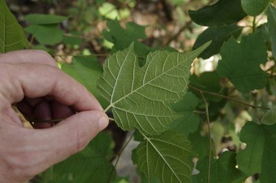 Morus microphylla, photographed by Eric Knight