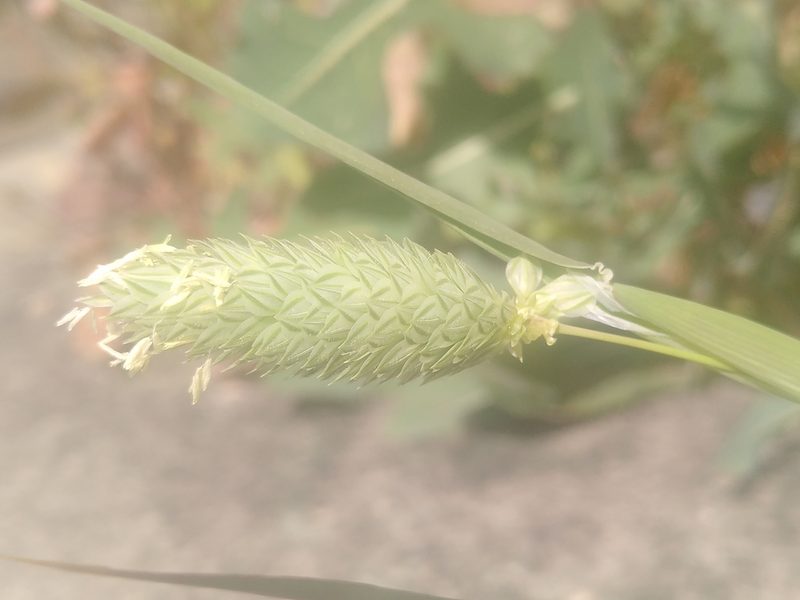 Phalaris canariensis, photographed by Yves Bas