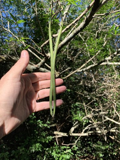 Wrightia natalensis, photographed by Dave Richardson