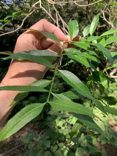 Wrightia natalensis, photographed by Dave Richardson