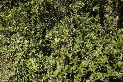 Searsia crenata, photographed by Tony Rebelo
