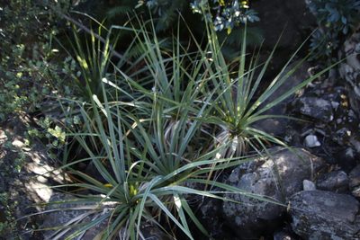 Prionium serratum, photographed by Tony Rebelo