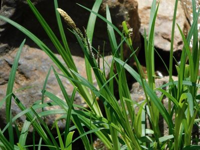 Carex torta, photographed by Michael J. Papay