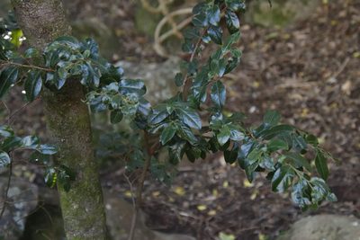 Diospyros whyteana, photographed by Tony Rebelo