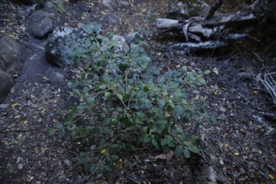 Afrocanthium mundianum, photographed by Tony Rebelo
