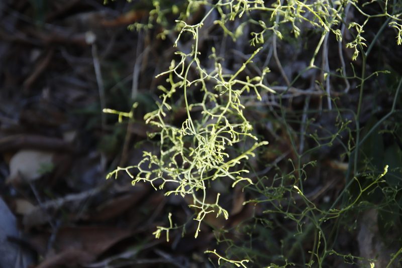 Asparagus declinatus, photographed by Tony Rebelo