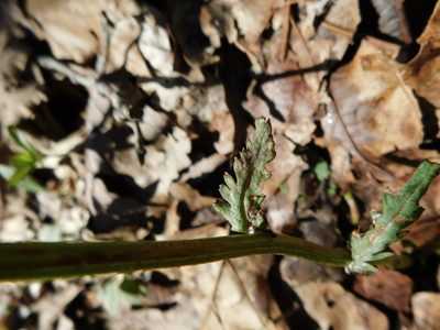 Packera obovata, photographed by Michael J. Papay