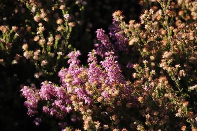 Erica nudiflora, photographed by Tony Rebelo