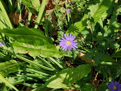 Anemonoides blanda, photographed by David Sankey