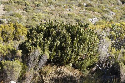 Protea lepidocarpodendron, photographed by Tony Rebelo