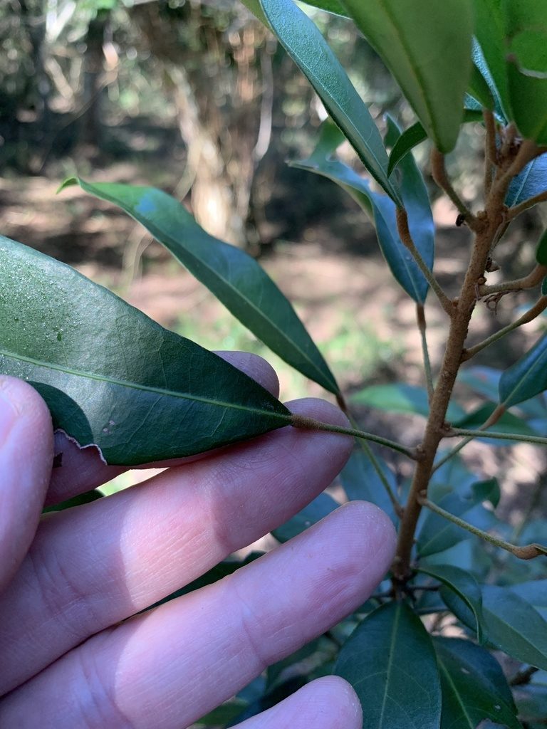 Cola greenwayi, photographed by Dave Richardson