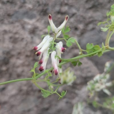 Fumaria capreolata, photographed by S.R.