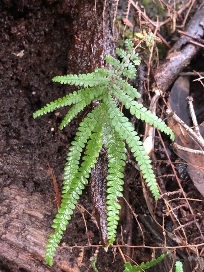 Gleichenia rupestris, photographed by Samuel Frankel