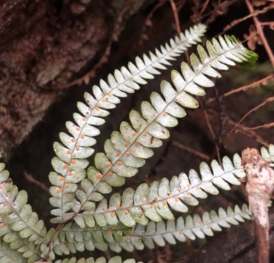Gleichenia rupestris, photographed by Samuel Frankel