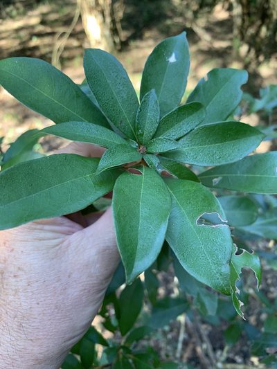 Cola greenwayi, photographed by Dave Richardson