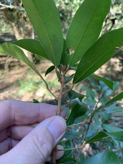 Cola greenwayi, photographed by Dave Richardson