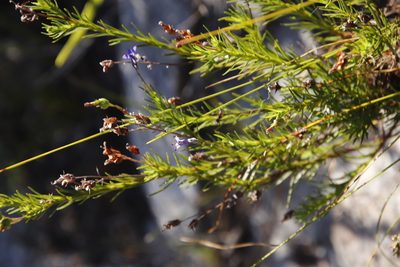 Lobelia pinifolia, photographed by Tony Rebelo