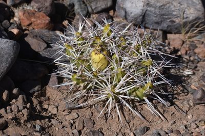 Maihueniopsis glomerata, photographed by Juan Alberto Ruiz