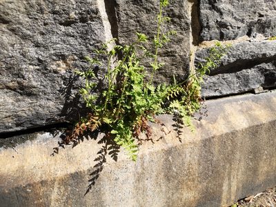 Woodsia obtusa, photographed by Jens-Christian Svenning