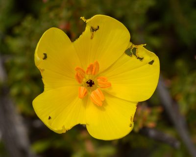 Balbisia peduncularis, photographed by Nicolás Villaseca Merino