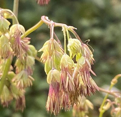 Thalictrum fendleri, photographed by Irene