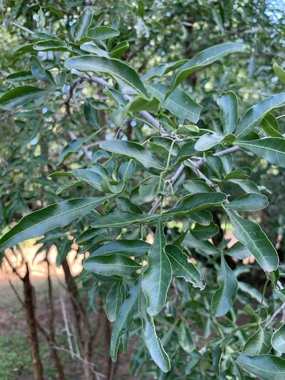 Searsia gueinzii, photographed by Dave Richardson