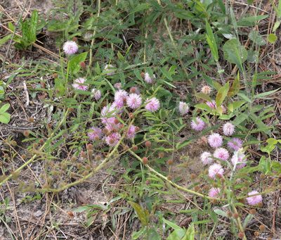 Mimosa microphylla, photographed by Lauren McLaurin